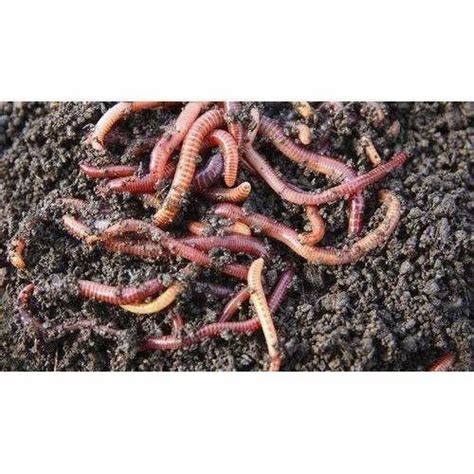 Red Wiggler Earthworm, Packaging Size: 5kg,50kg at Rs 400/kg in New Delhi