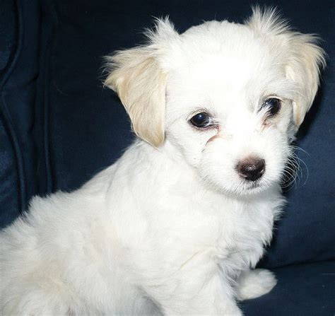 Maltese Chihuahua Poodle Mix - MIXERXJ