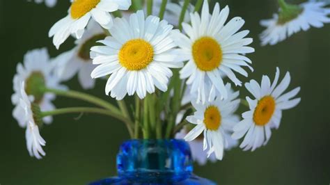 Shasta Daisies 101! (NEW Guide for 2022) - Bird Watching HQ