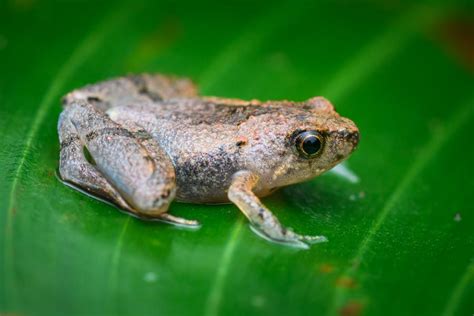 Tenasserim narrow-mouth frog (Microhyla tetrix)