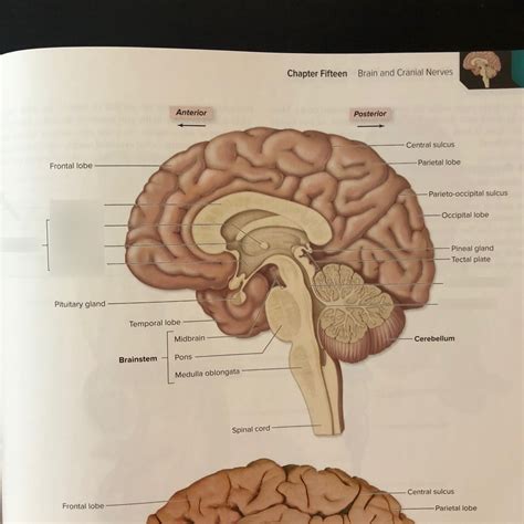 human brain cut Diagram | Quizlet