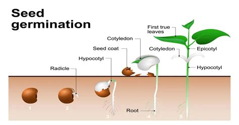 Seed Germination Process Explained - GIY Plants