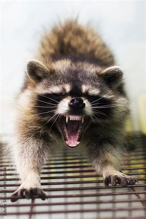 raccoon, open mouth, teeth Stock Photo | Adobe Stock