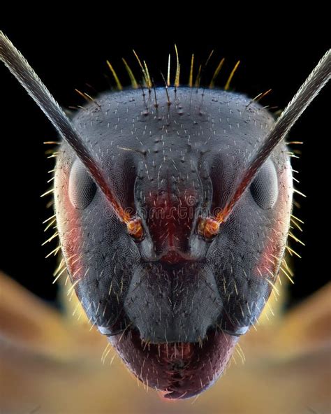 Ant Face Extreme Close Up Macro Photography Stock Image - Image of ...