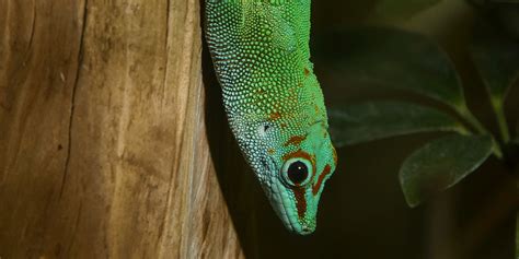 Madagascar Giant Day Gecko | Smithsonian's National Zoo and ...