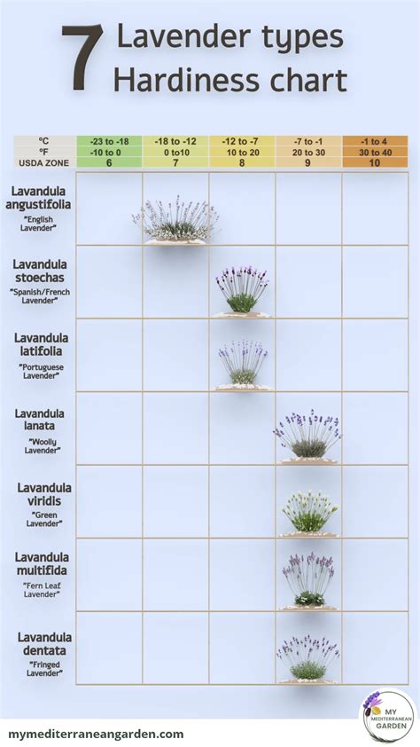 7 types of Lavender for your dry garden