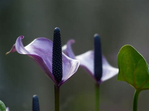 A Horticulture Expert's Guide to Growing a Spathiphyllum Peace Lily ...