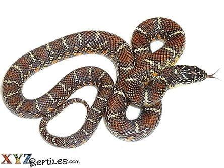 Colubrid Snake | Colubird Snakes for Sale (Live Arrival Guarantee)