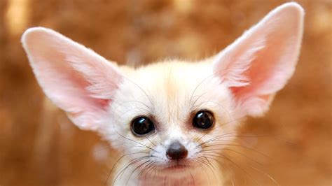 white baby fennec fox : aww