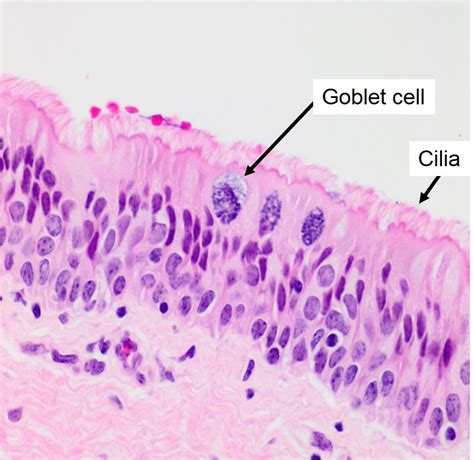 Larynx Histology