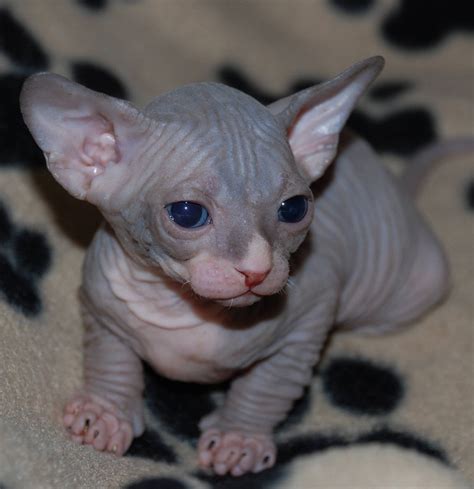 Sphynx Cat Info, Personality, How to Care, Pictures