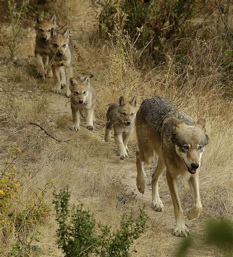 Gray wolf pups at Oakland Zoo symbolize revival for California-native ...