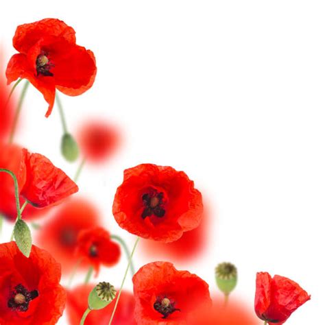 Poppy Border Stock Photos, Pictures & Royalty-Free Images - iStock