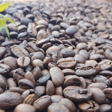 Just Arabica Coffee Beans - Tribal Coffee