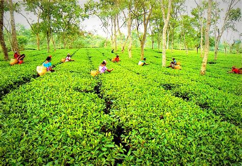 #Assam Tea Garden, #India by Incredible Indian Places To Visit | Tea ...