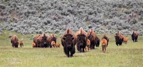 Bison Management - Yellowstone National Park (U.S. National Park Service)