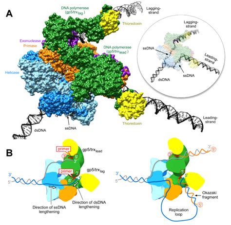 Replisome Structure - Kulczyk Laboratory