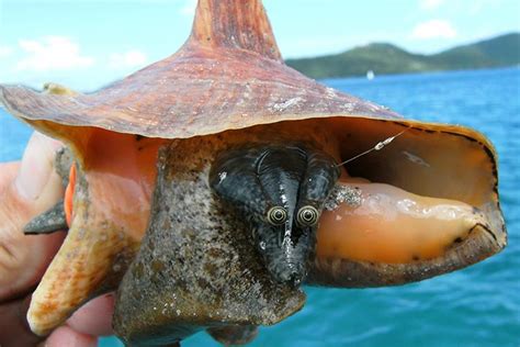 Queen Conch | NOAA Fisheries