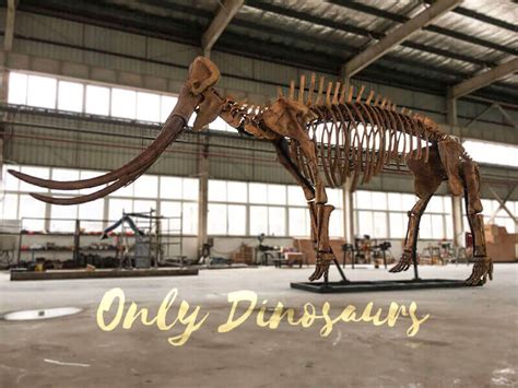 Museum Palaeoloxodon Namadicus Skeleton | Only Dinosaurs