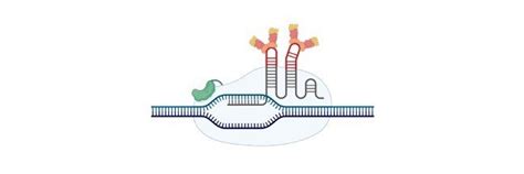 Polycistronic mRNA: Definition, Examples, Types, Advantage