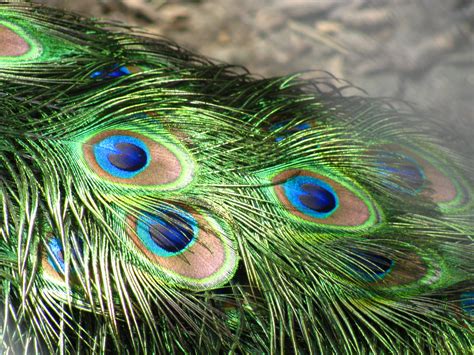 File:Peacock feathers closeup.jpg - Wikipedia