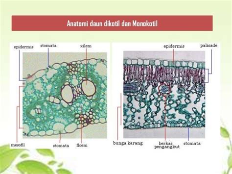 Perbedaan Anatomi Daun Monokotil Dan Dikotil Memiliki - IMAGESEE