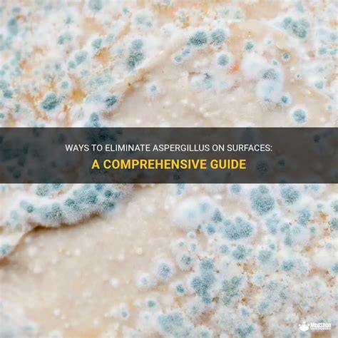 Ways To Eliminate Aspergillus On Surfaces: A Comprehensive Guide | MedShun