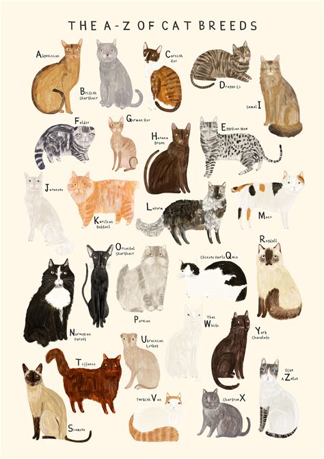 Cat Breeds By Zapista OU | ubicaciondepersonas.cdmx.gob.mx