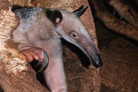 Tamandua or Lesser Anteater | San Diego Zoo Animals & Plants