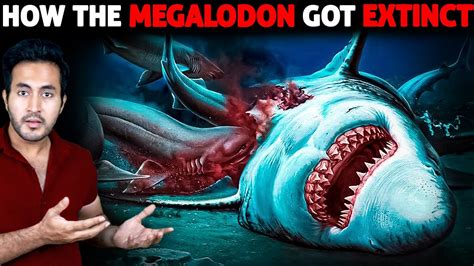 How Did The MEGALODON Got Extinct? | Who Killed It? - Go IT