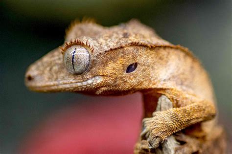 A Guide to Caring for Crested Geckos as Pets