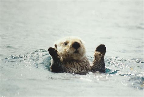 Sea Otter Wallpaper (55+ pictures)