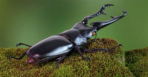 The 10 Largest Beetles in the World - IMP WORLD