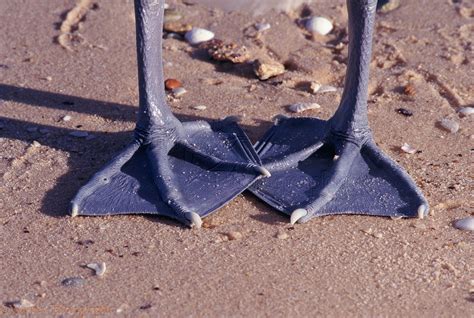 Australian Pelican feet photo WP04540