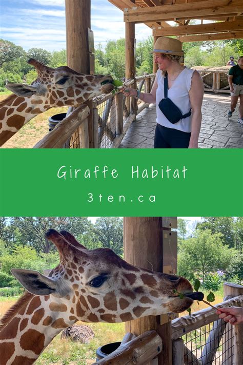 Travel: Giraffe Habitat — 3ten — a lifestyle blog