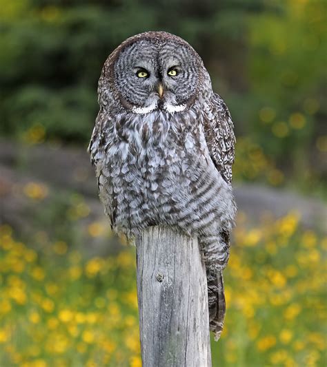 Great Grey Owl | Coniferous Forest