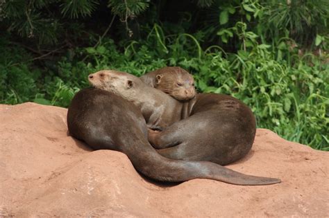 Giant Otter Facts, Habitat, Diet, Life Cycle, Baby, Pictures