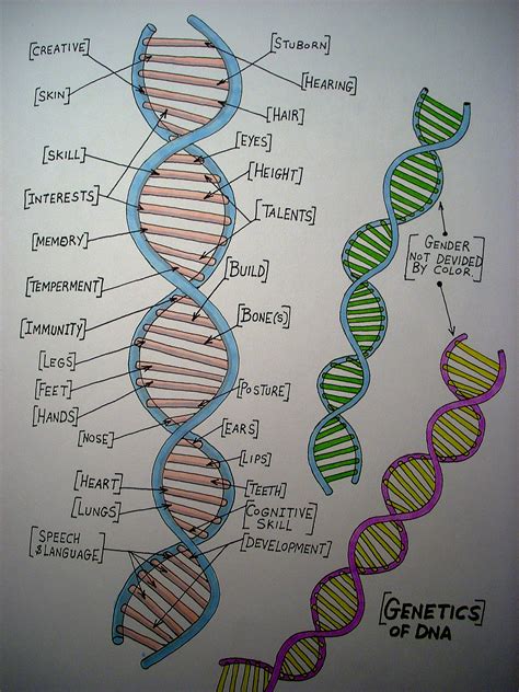 Structure Of Dna Drawing