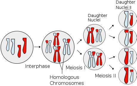 Diploid vs Haploid - Difference and Comparison | Diffen