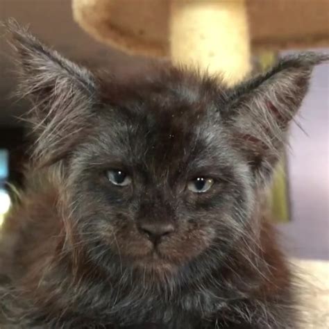 Meet Valkyrie, The Maine Coon Cat With A Human-Like Face That's Going ...