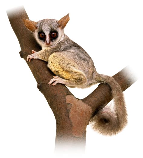 Bushbaby Facts | Where Do Bushbabies Live | DK Find Out