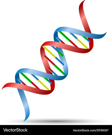 Dna helix Royalty Free Vector Image - VectorStock