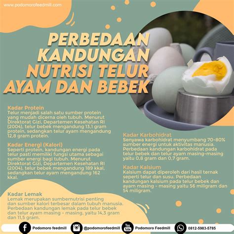 protein telur ayam vs bebek - Virginia Springer