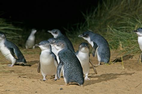 Blue Penguins Pukekura | Wildlife Tours - Dunedin