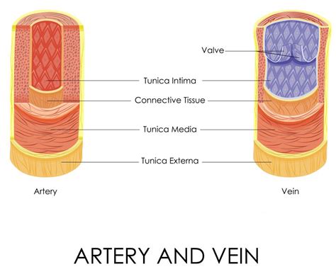 What Is the Difference between the Renal Artery and Renal Vein?