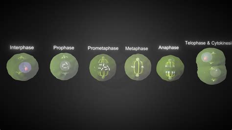 Top 145+ Cell cycle phases animation - Merkantilaklubben.org