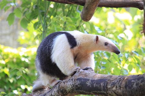 Southern Tamandua | CRITTERFACTS