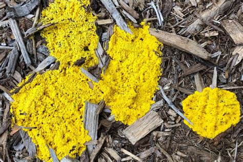 Yellow Fungus On Soil | Mold Or Fungus And Is It Harmful?