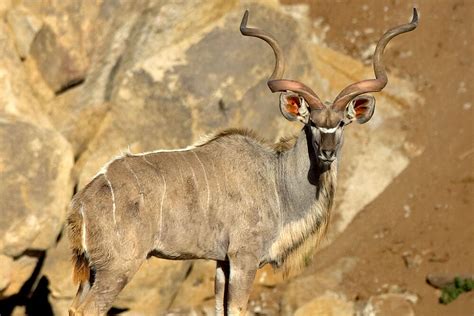 Spiral-horned Antelope | San Diego Zoo Animals & Plants