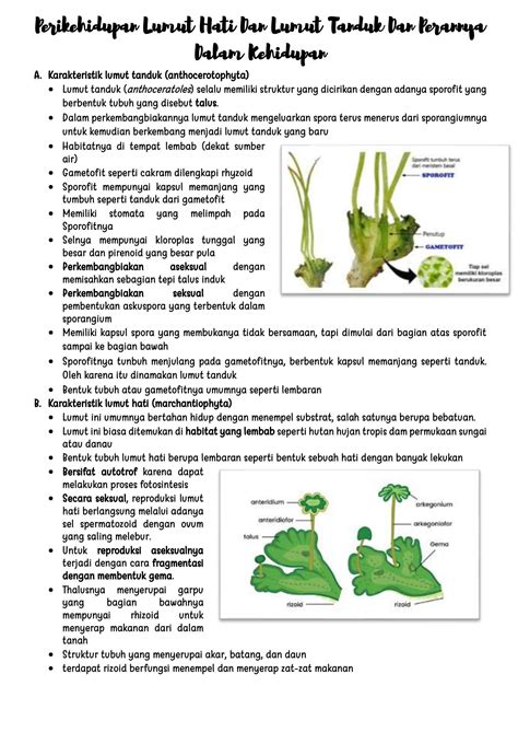 SOLUTION: 10 perikehidupan lumut hati dan lumut tanduk dan perannya ...